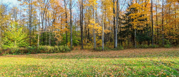 view of nature with a lawn